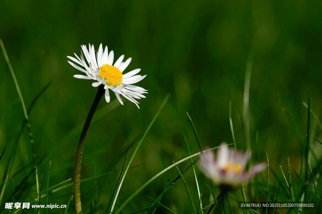 綠草間綻放的清新小雛菊
