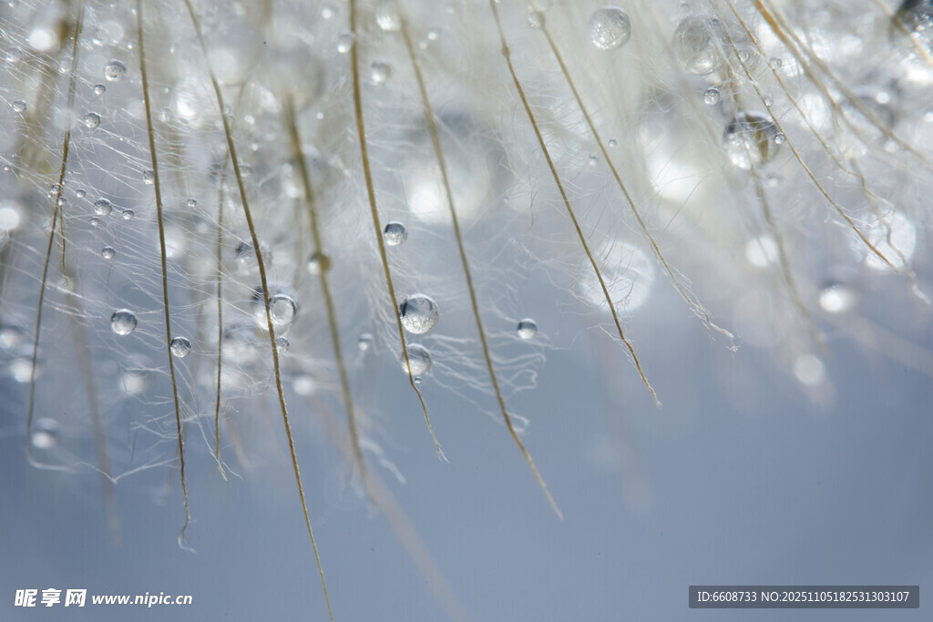 露珠掛于草尖的清新景象