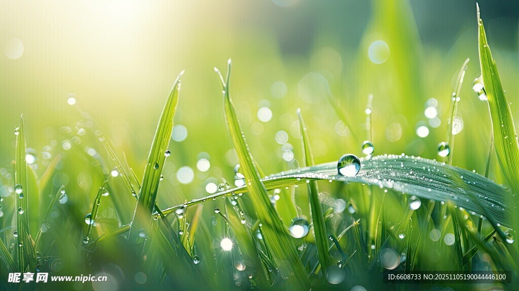 晨露中的嫩綠青草