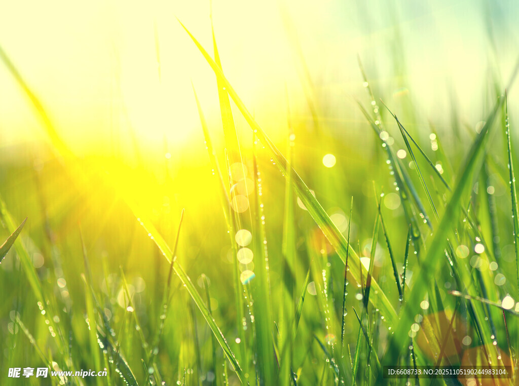 陽光下帶露珠的嫩綠青草
