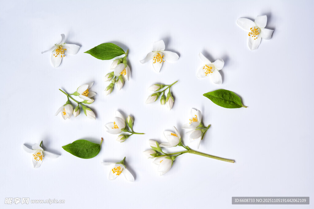 散落的白花綠葉植物標本