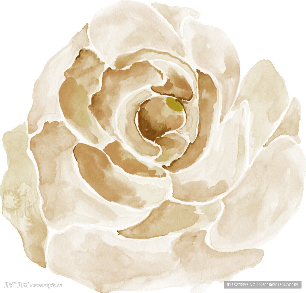 米白色水彩風盛開的玫瑰花