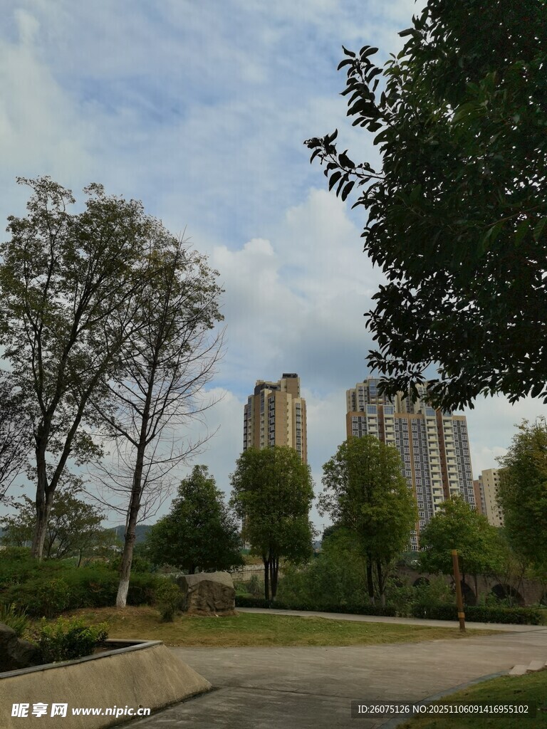 城市公園中的綠樹與高樓