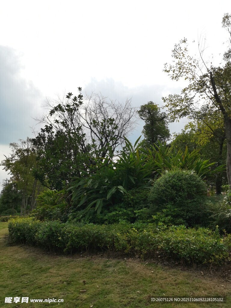 綠意盎然的戶外植物景觀