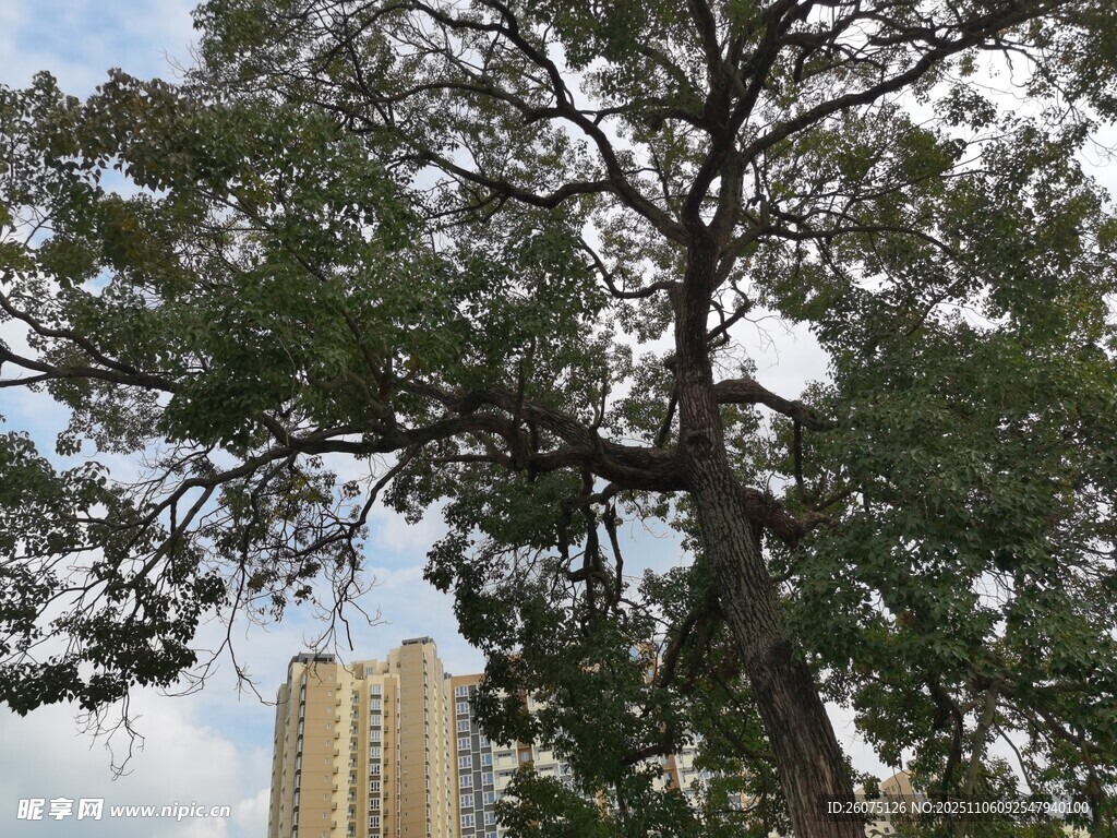 城市中茂盛的大樹