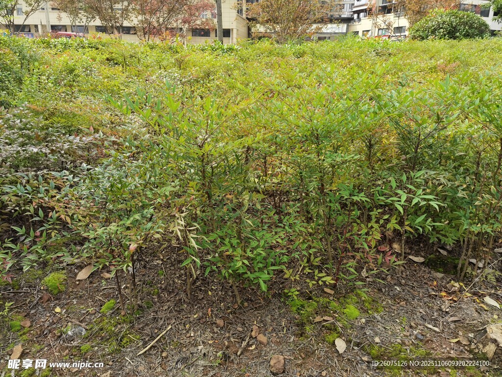 戶外翠綠叢生植物景觀