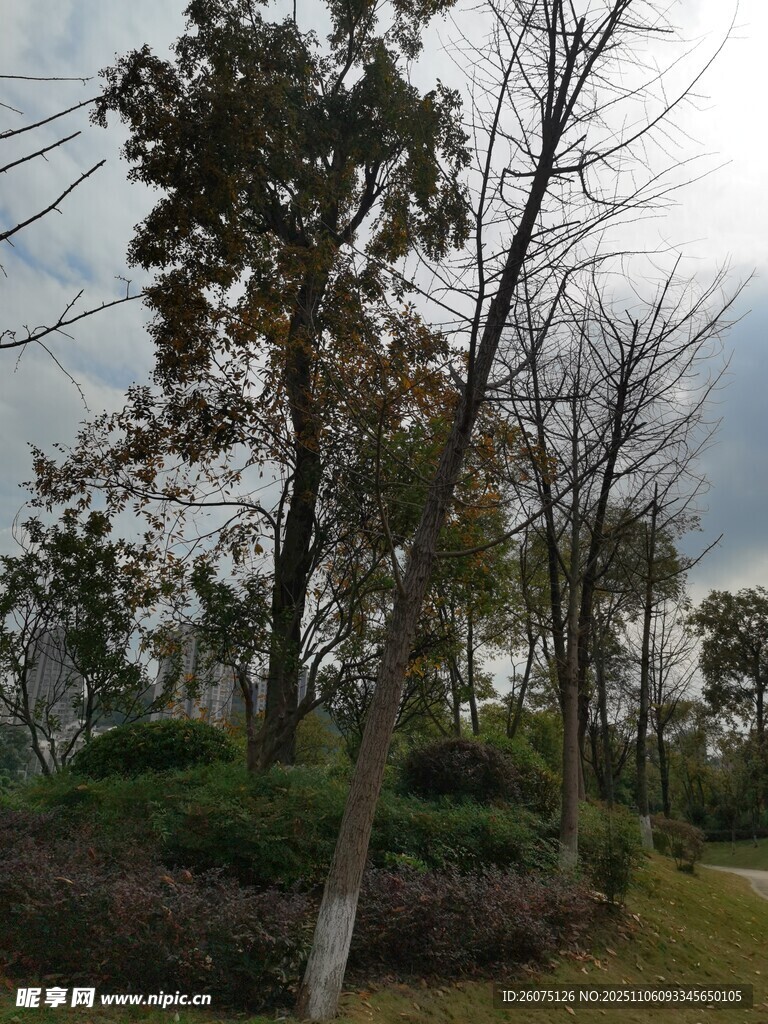 陰天公園中的樹木景觀