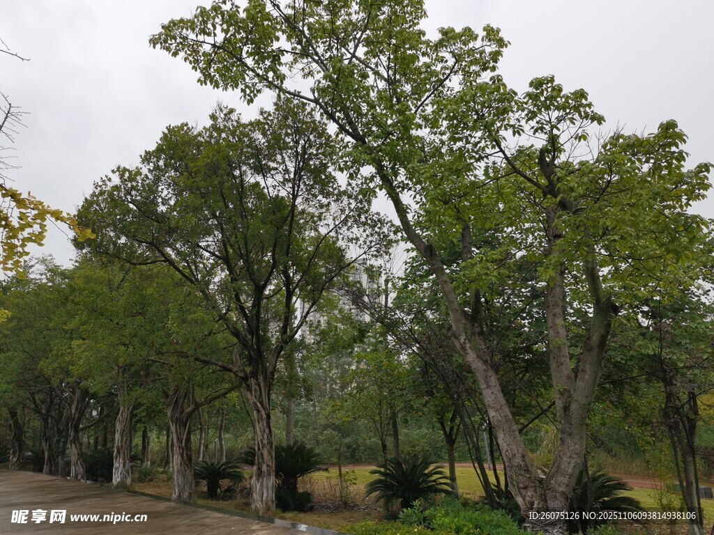 林間綠樹成蔭的靜謐景象