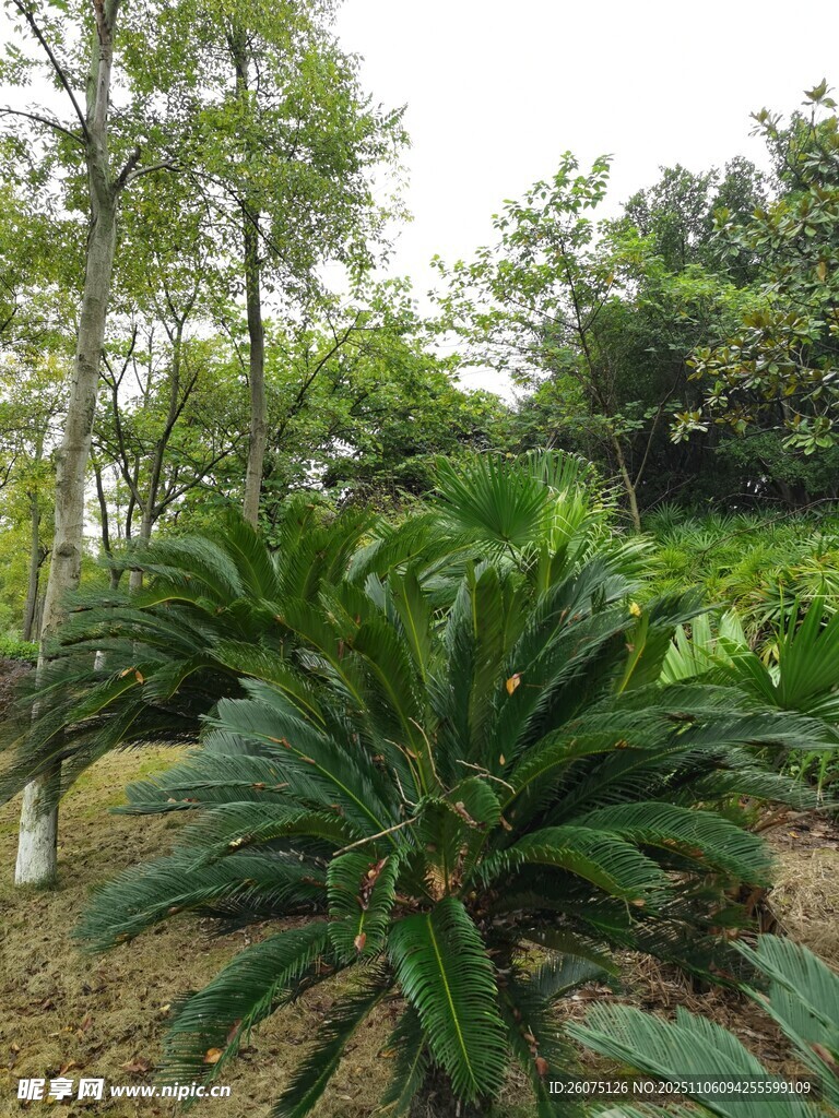 林間蔥郁的熱帶植物景觀