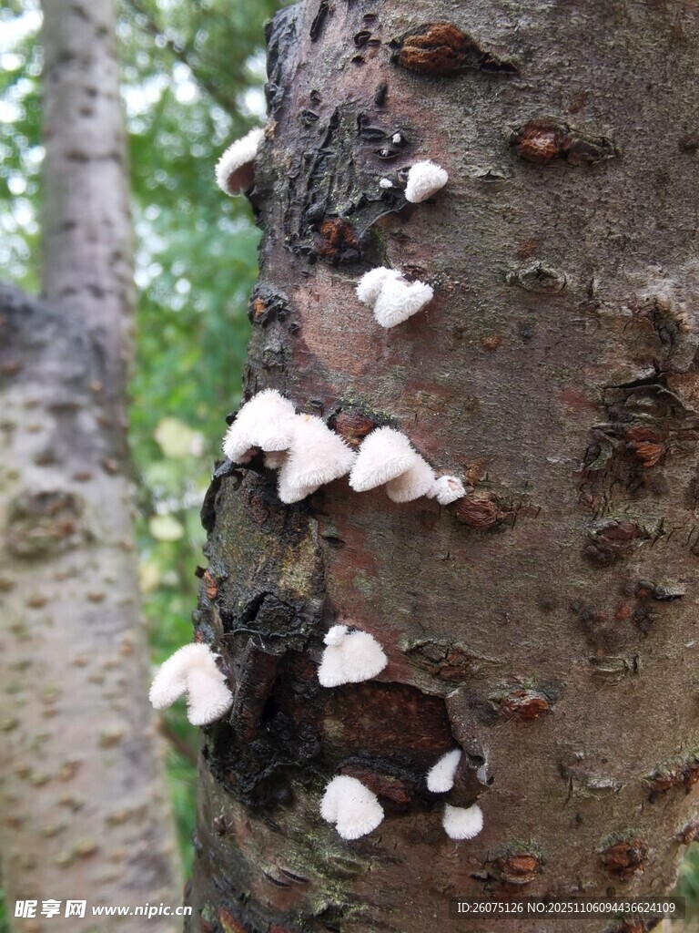 樹(shù)干上生長(zhǎng)的白色菌類