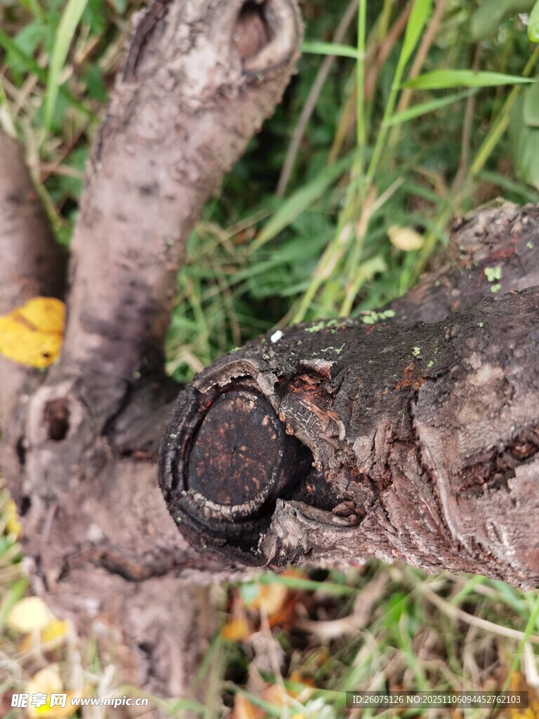 樹干上的神秘黑色物體