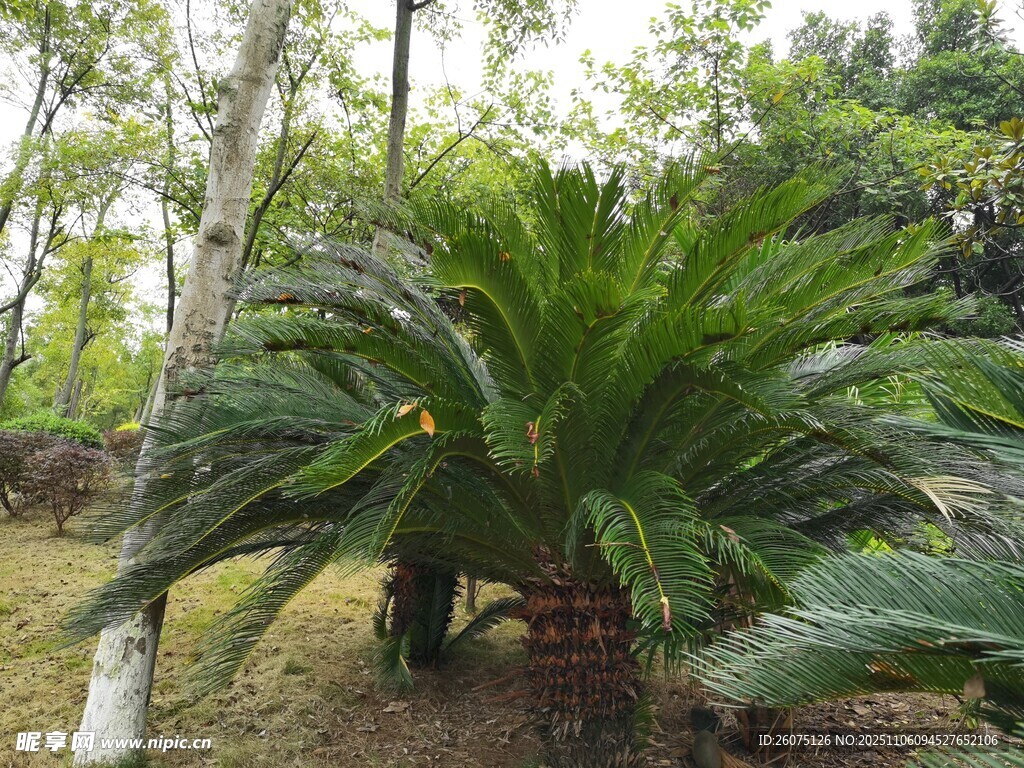 林中茂盛蘇鐵植物景觀