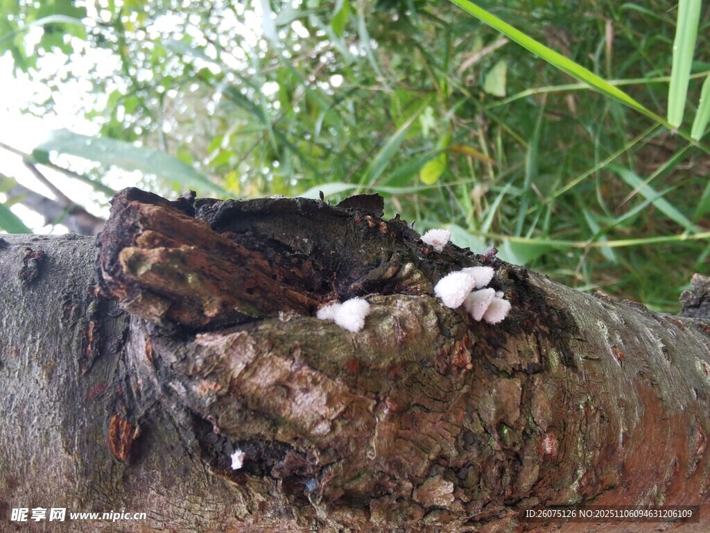 樹干上的白色菌類生長
