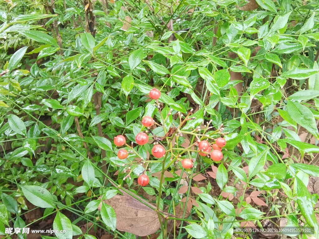 野外生長的紅色果實植物