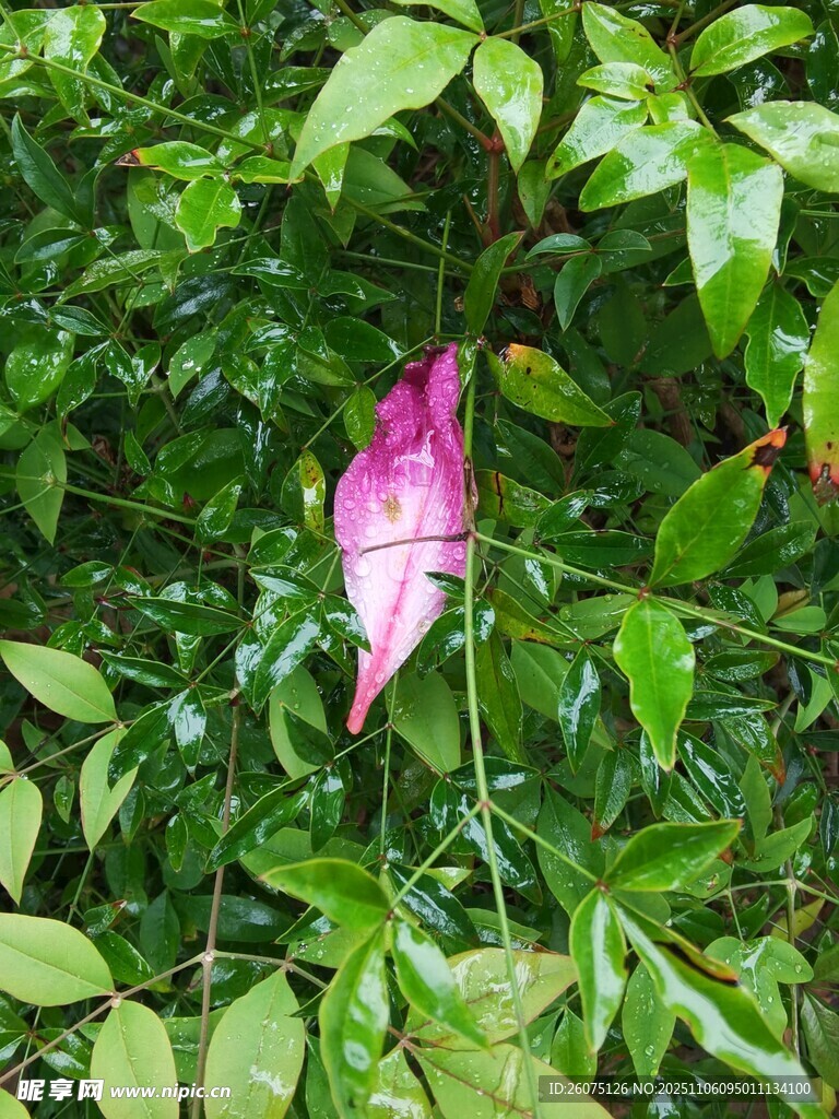 粉紫葉片點(diǎn)綴綠葉間