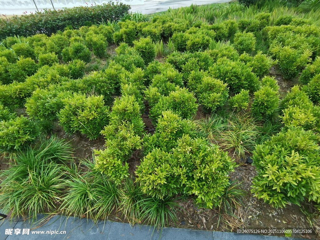 綠意盎然的柑橘種植園