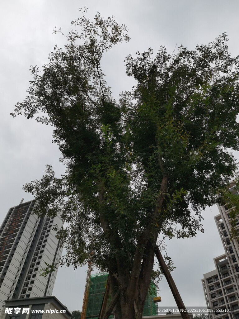 城市中茂盛大樹與高樓