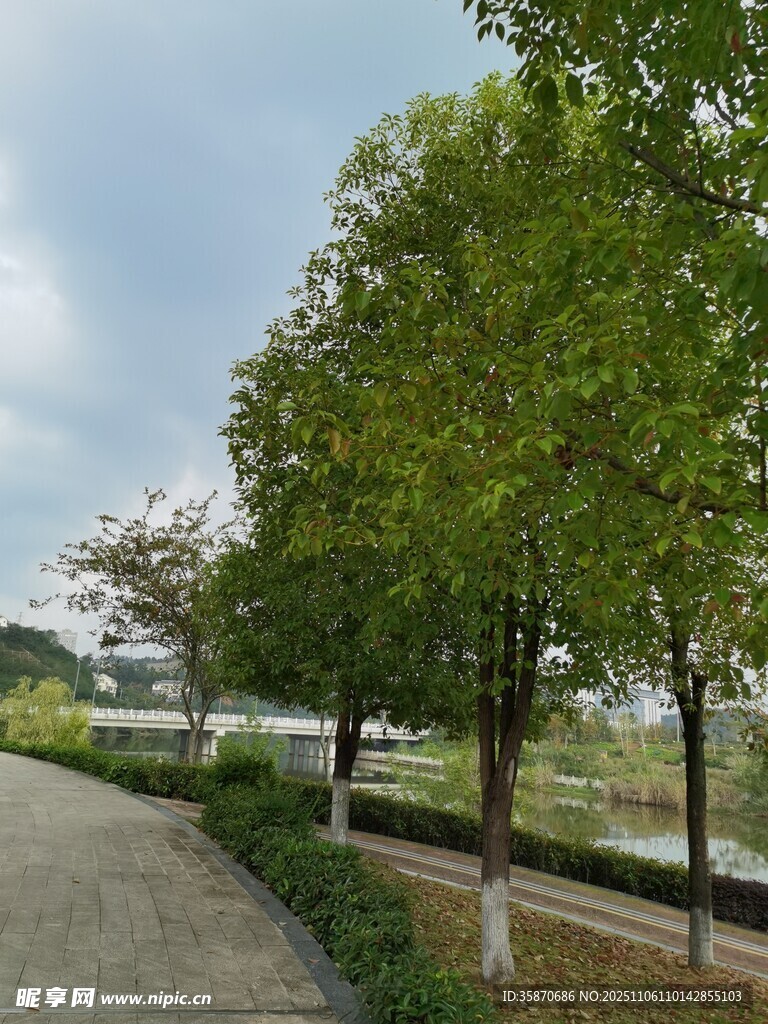 林蔭小道旁的蔥郁綠樹