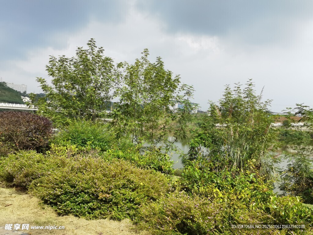 湖畔綠植景觀(guān)