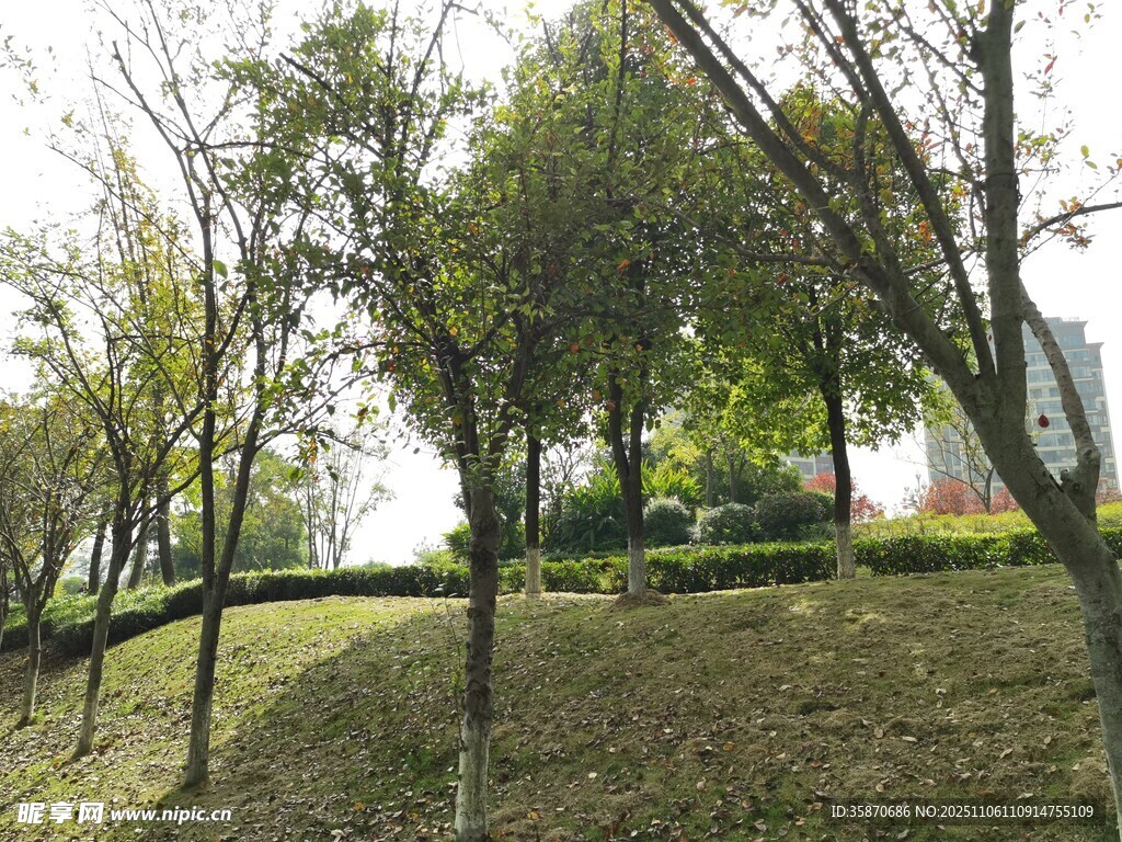 戶外樹木草地風(fēng)景圖