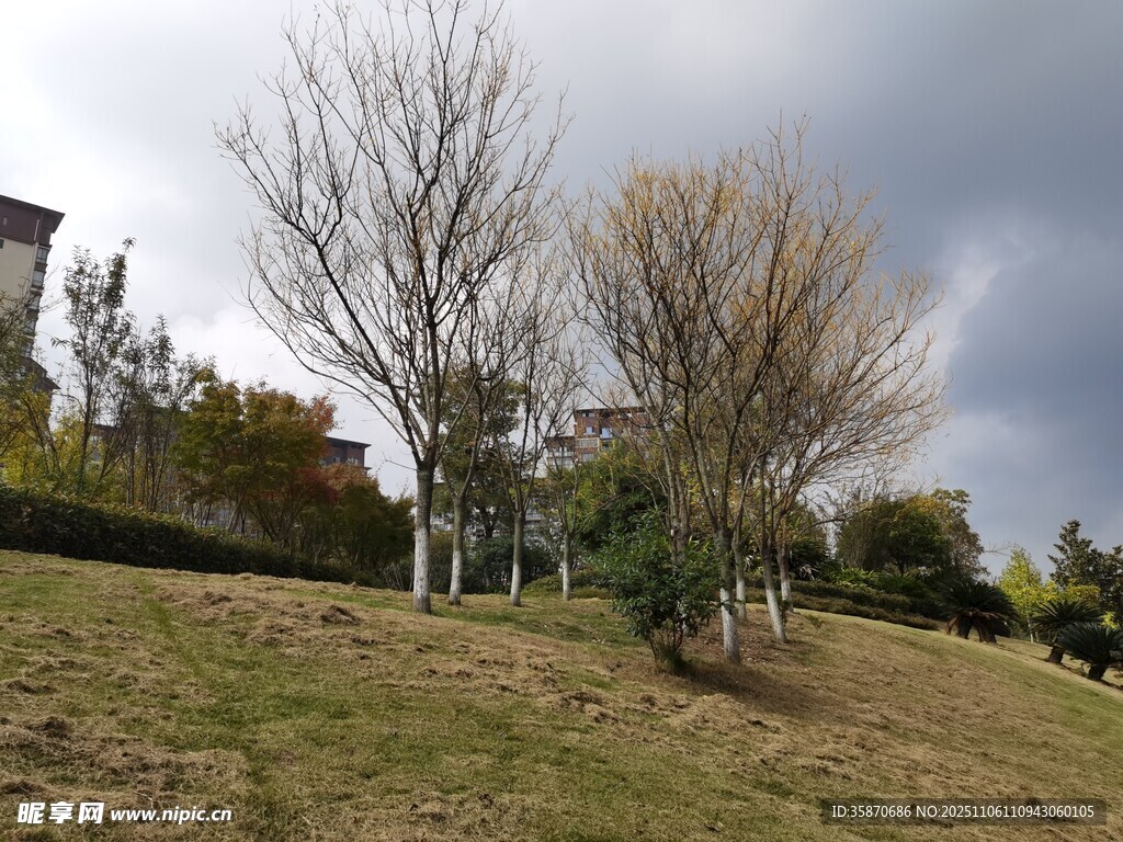 郊外蕭瑟草木景觀