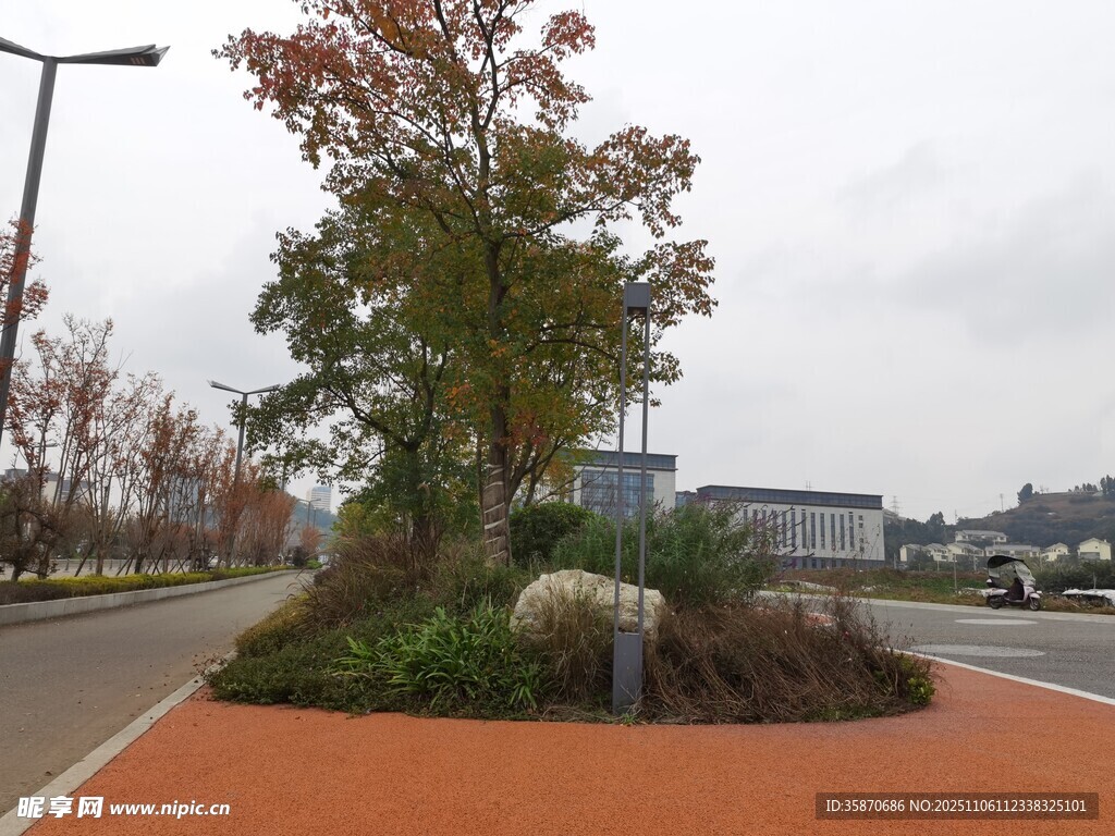城市道路旁的綠植景觀