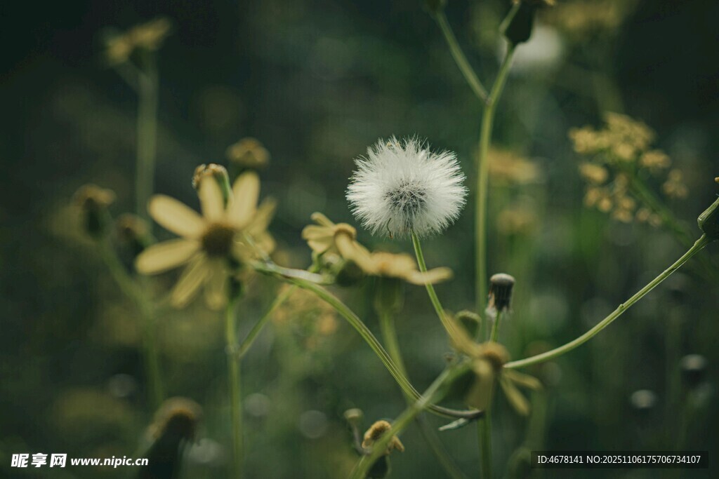 田野中的蒲公英與小花