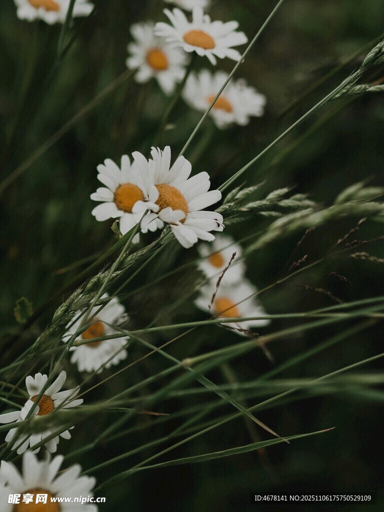 田野中的白色小雛菊