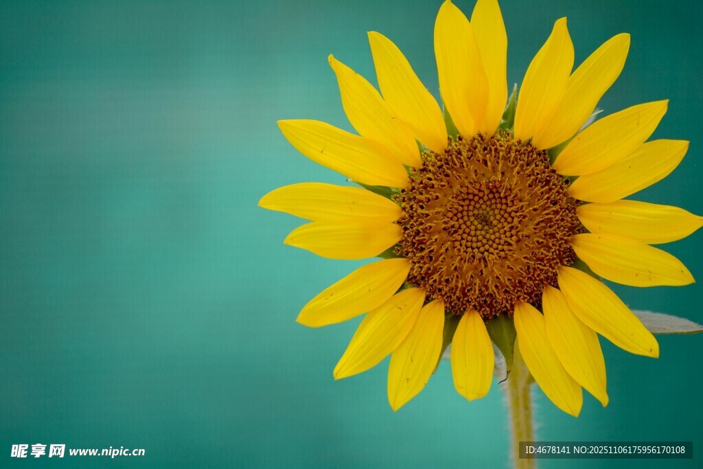 單朵向日葵綻放