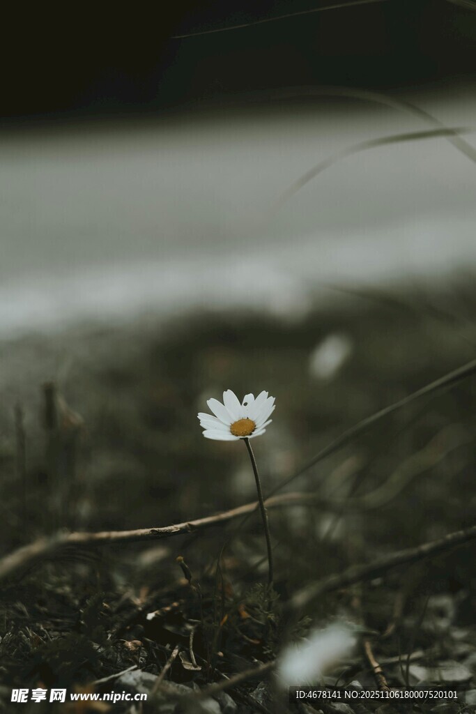孤芳自賞的白色小花