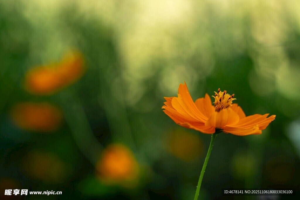 橙色小花綻放于綠意間