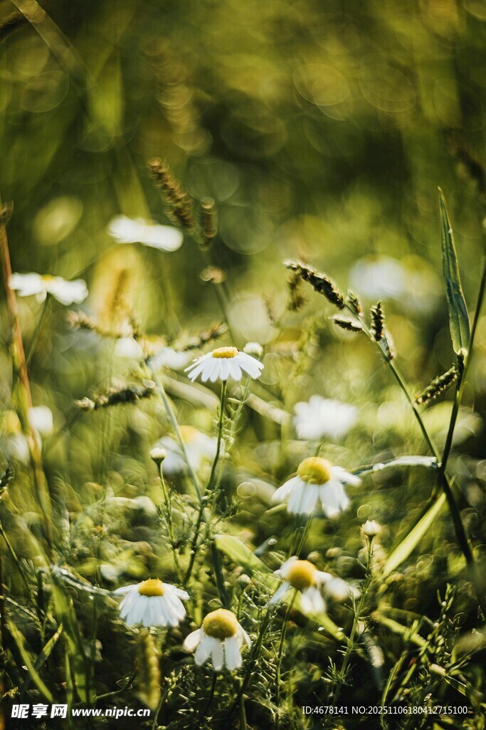 草地中的小白菊綻放