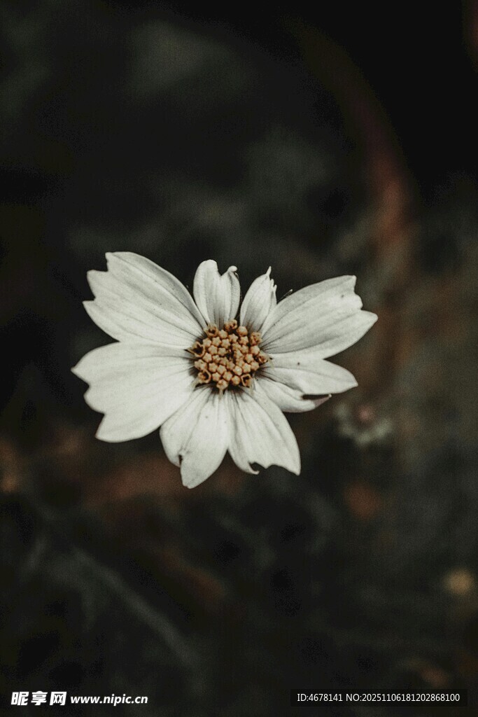 白色單朵小花特寫