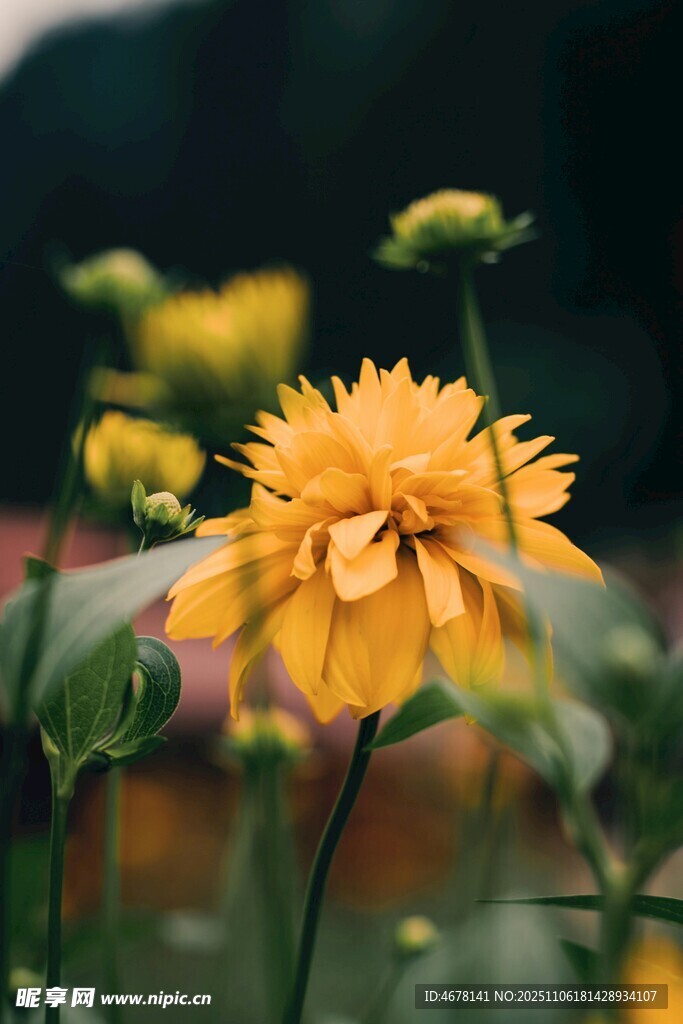 綻放的黃色花朵