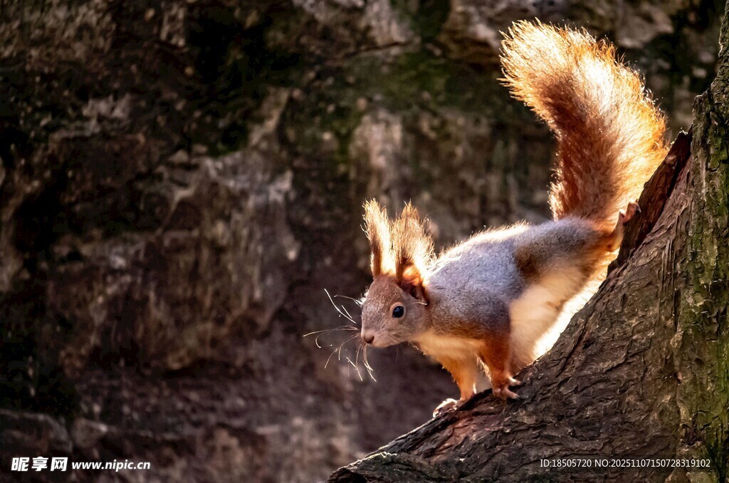 巖石邊的可愛松鼠