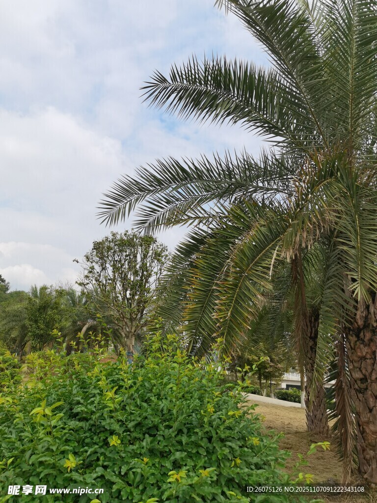 戶外棕櫚樹與綠植景觀