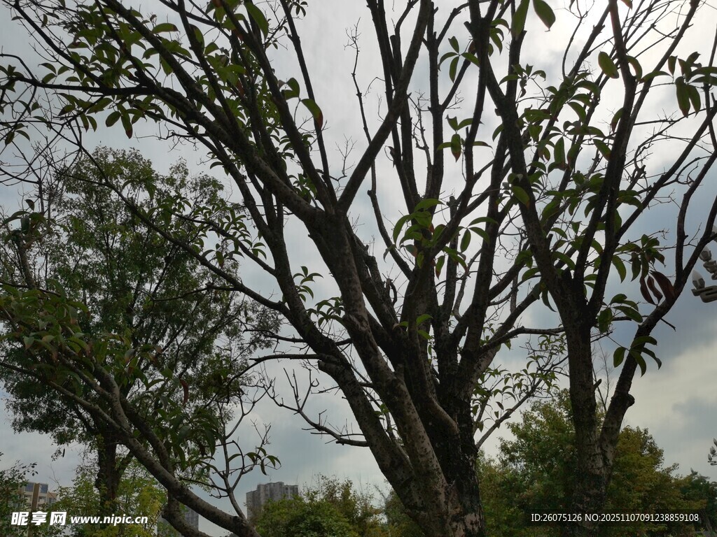 光禿樹枝與背景天空景象