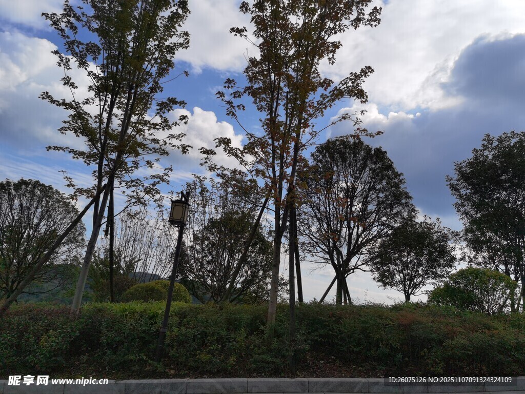 藍(lán)天白云下的樹木景觀