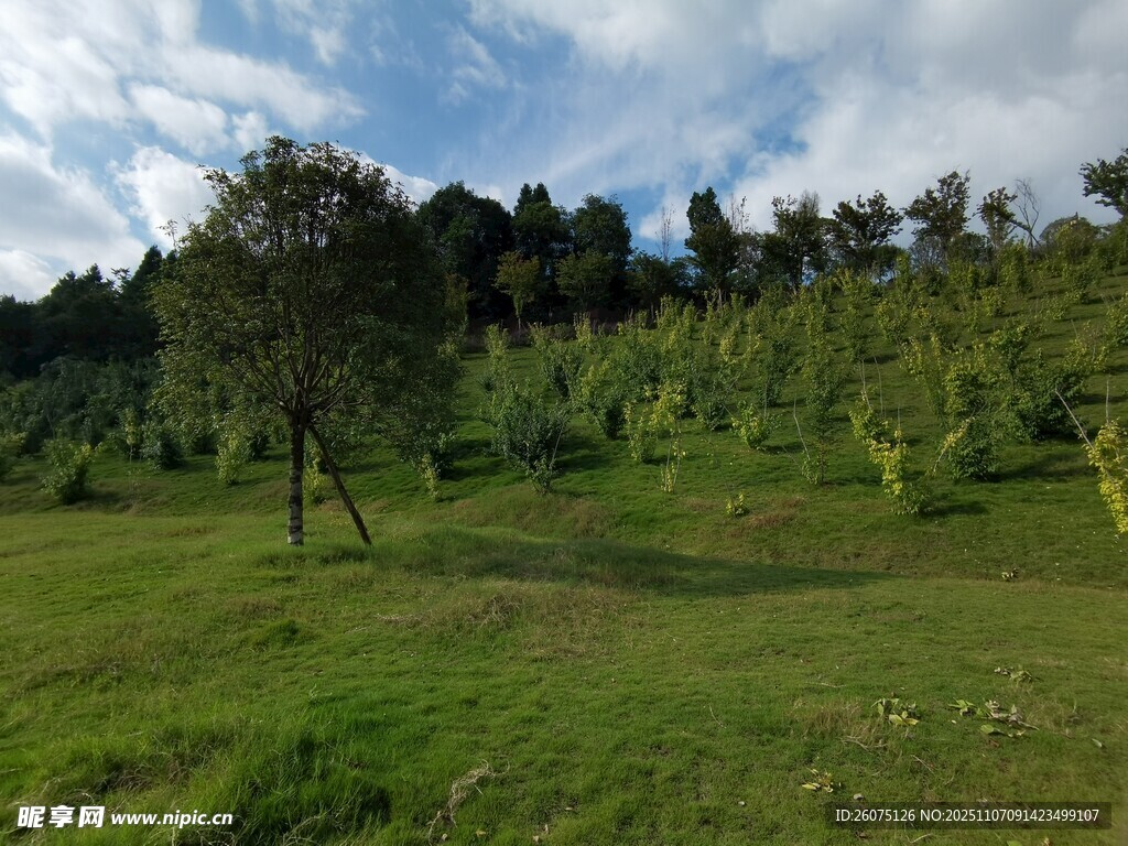 綠意盎然的戶外自然景觀