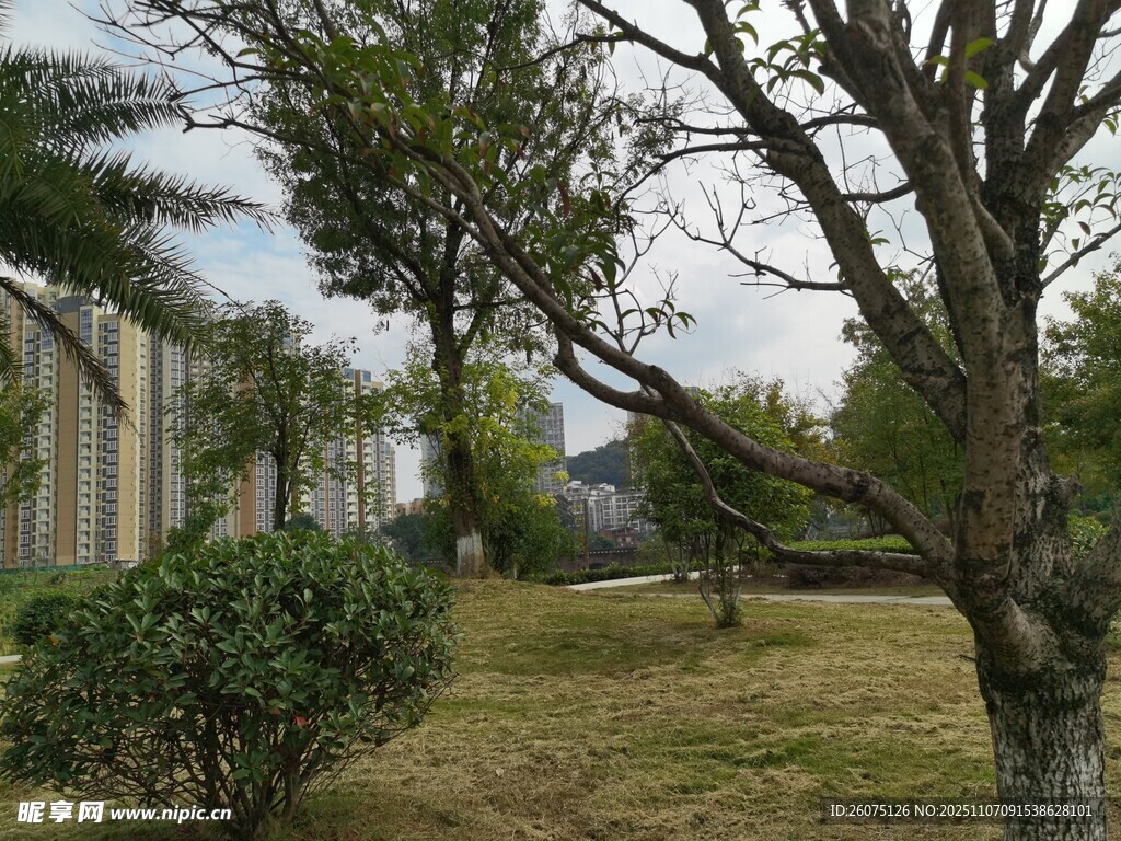 戶外園林景觀中的樹木