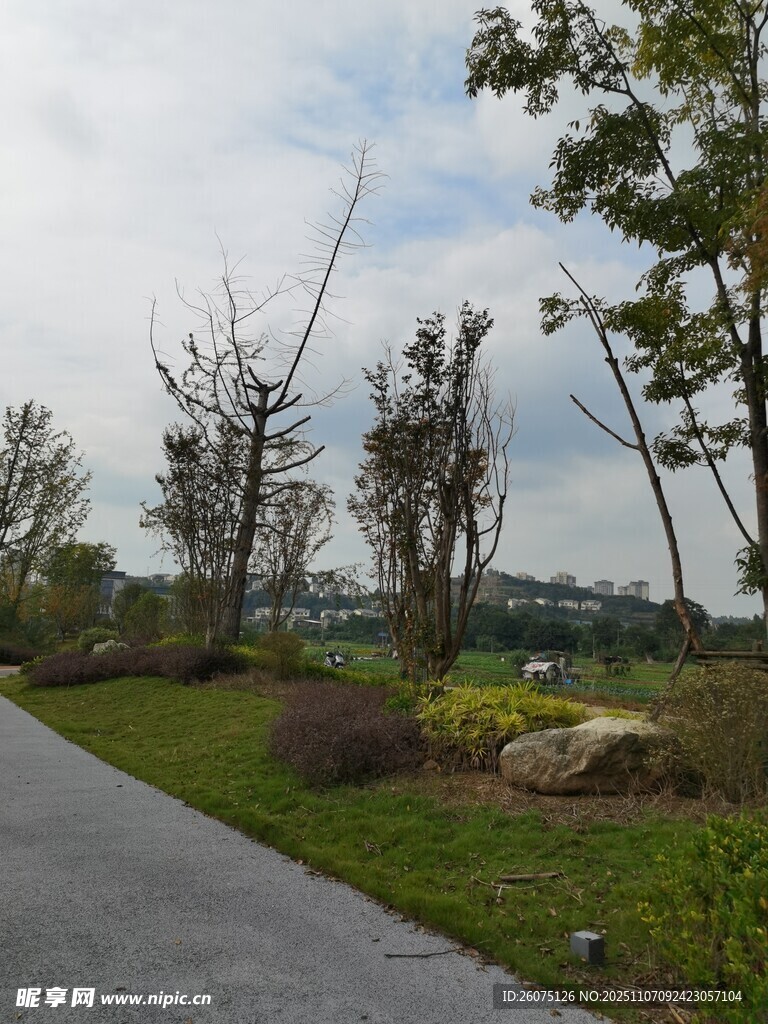 鄉(xiāng)村小路旁的自然景致