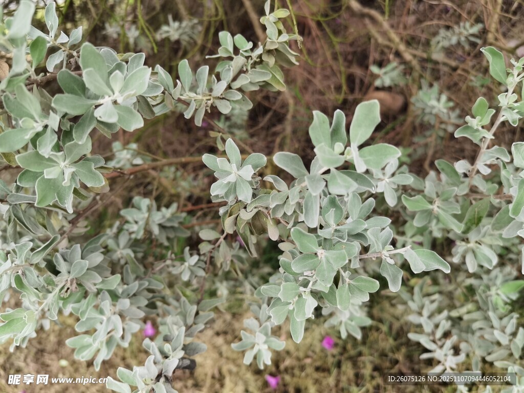 灰綠色植物特寫