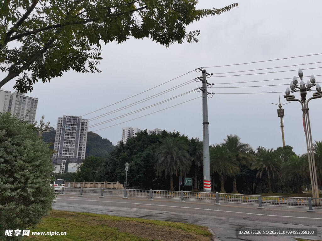 城市道路旁的樹木與電線