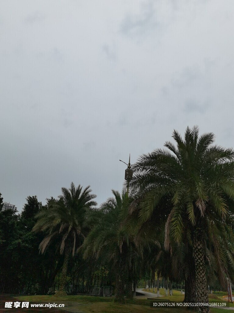 戶外棕櫚樹林景觀