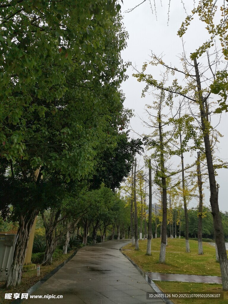 雨后林蔭道景色