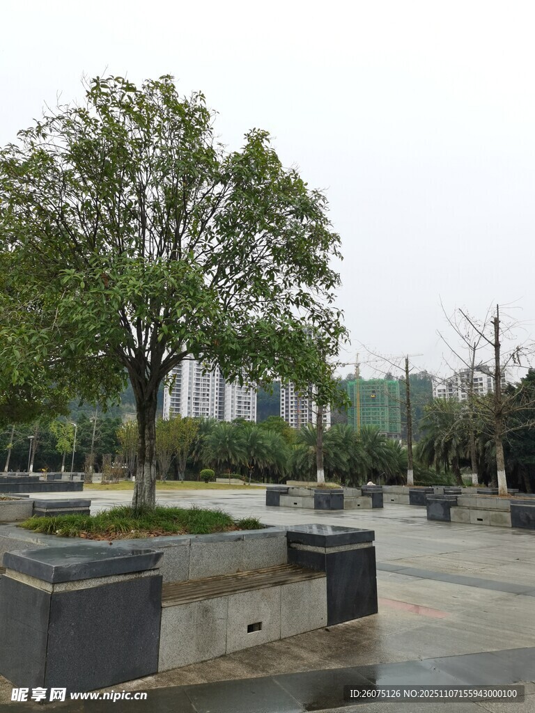 城市廣場中的綠樹與長椅