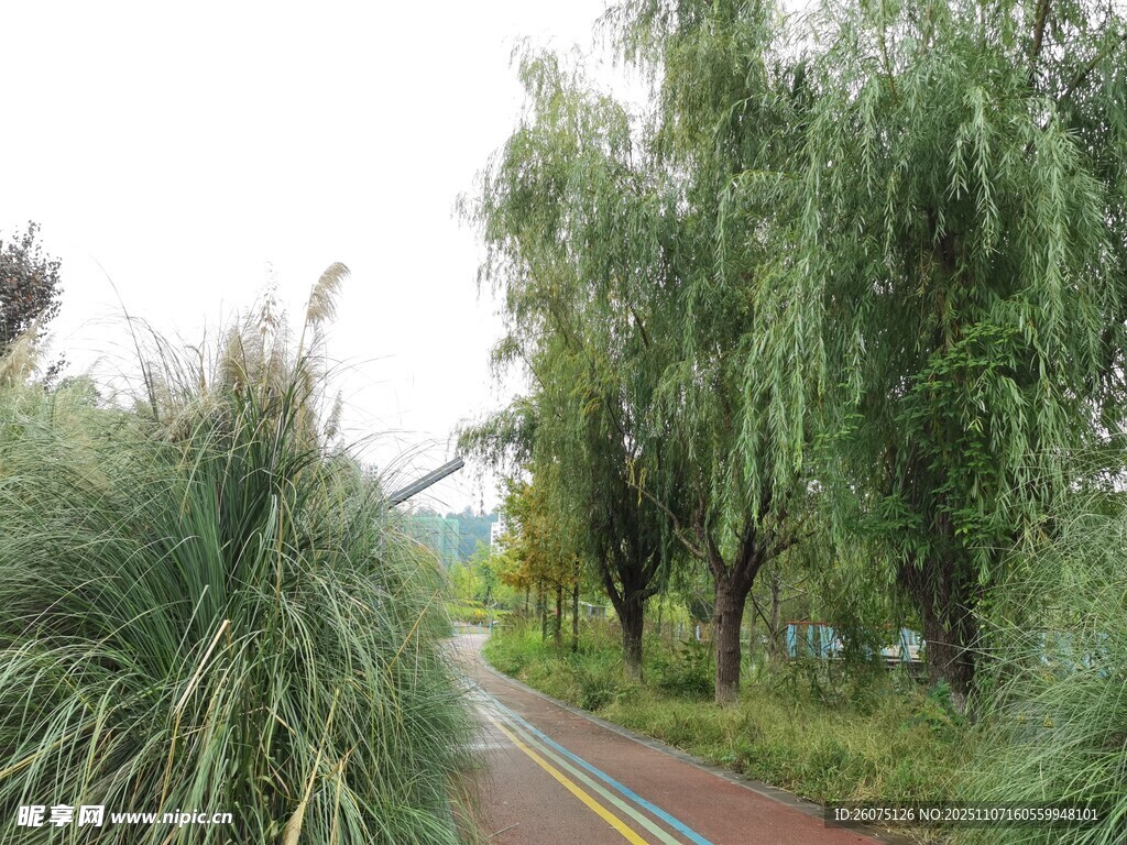 林間小道旁的蔥郁綠植