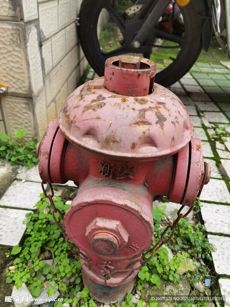 老舊紅色消防栓長有綠植