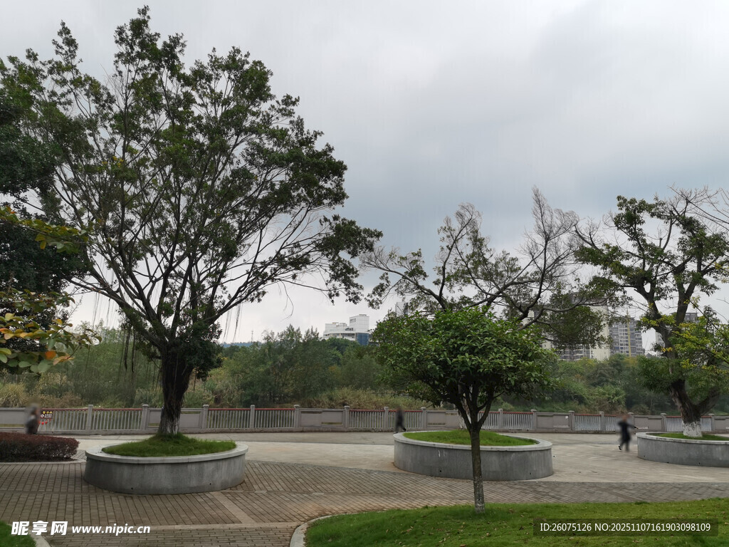 公園內蔥郁樹木景觀