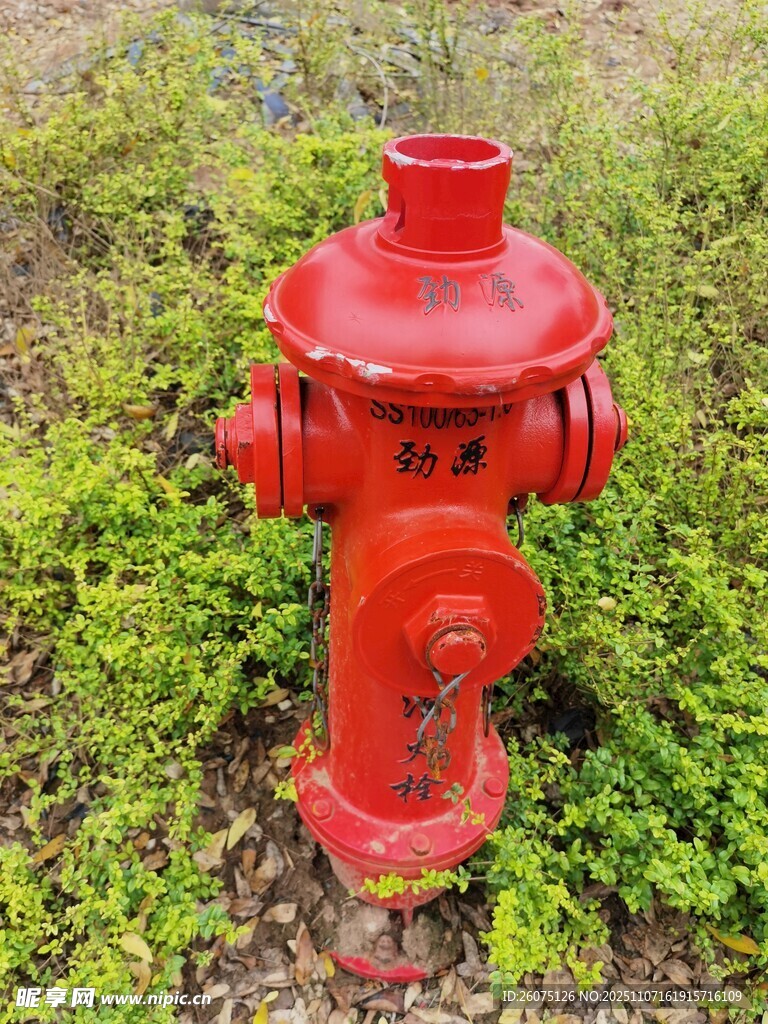 紅色消防栓立于綠植間